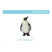 Card file animals polar region