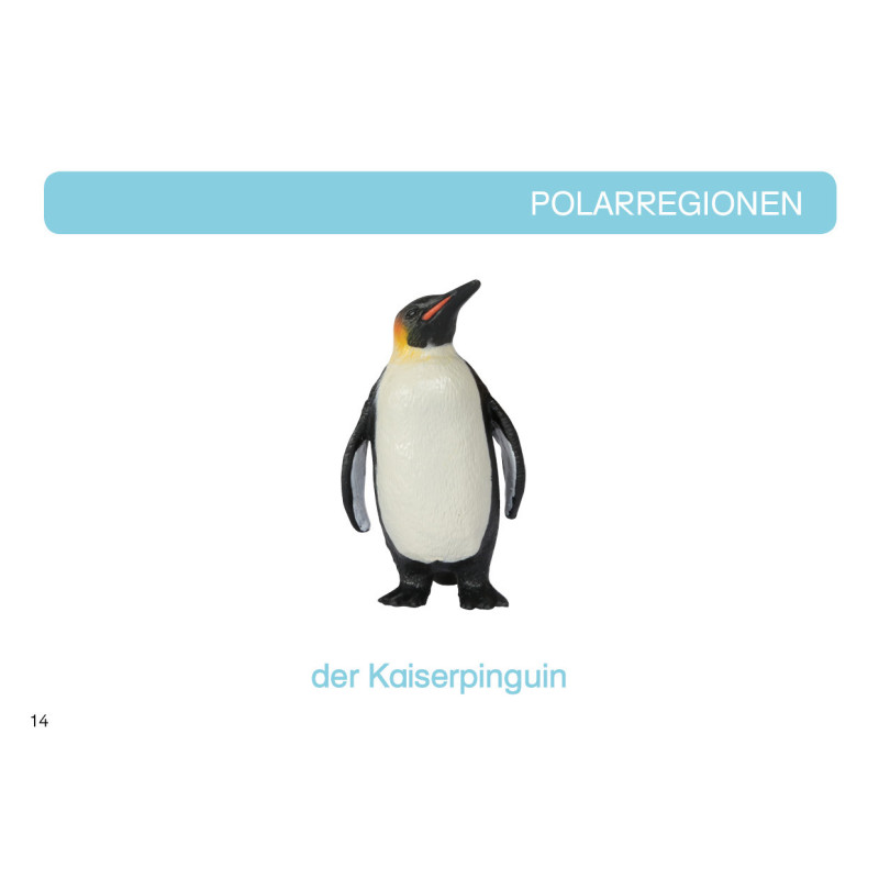 Kartei Tiere Polarregion