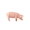 animal family - pig - German