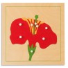 Botany Puzzle: Flower Botany Puzzle: Flower