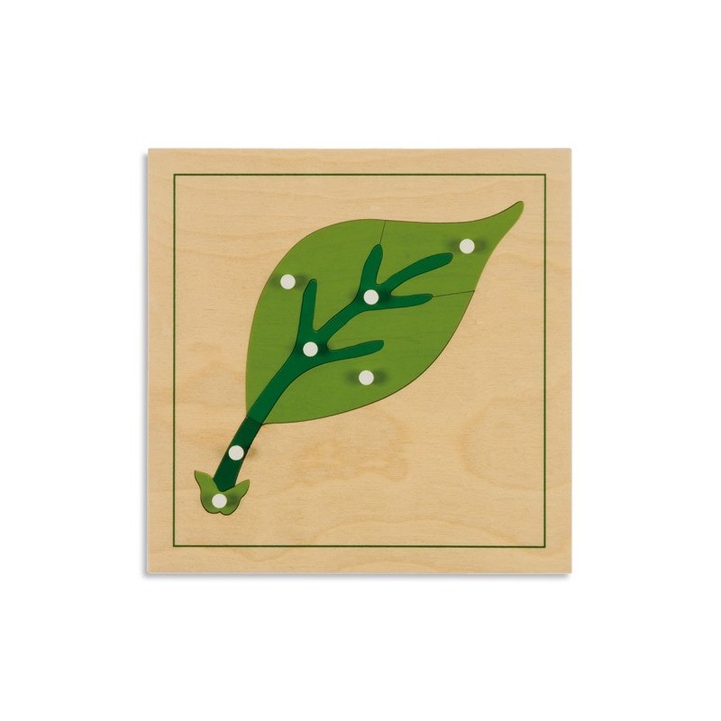 Botany Puzzle: Leaf Botany Puzzle: Leaf