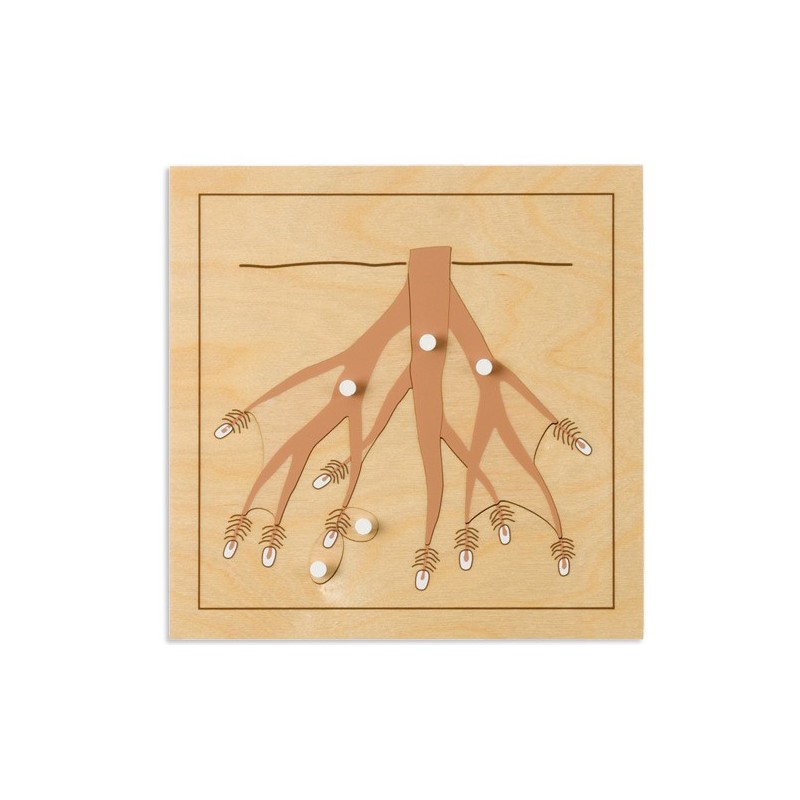 Botanisches Puzzle: Wurzel Botanisches Puzzle: Wurzel
