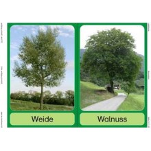 Trees - deciduous trees