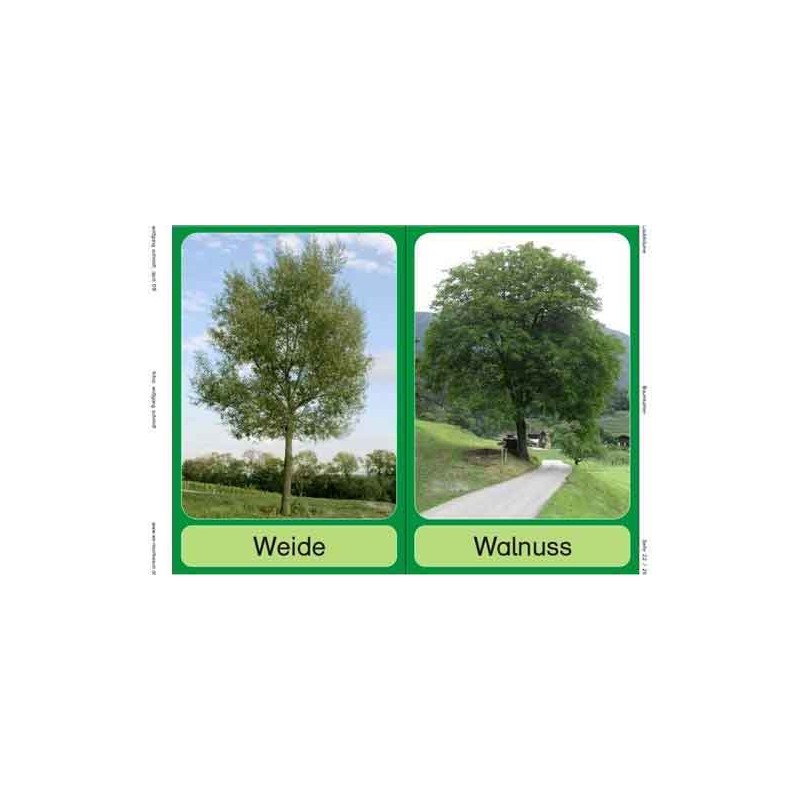 Trees - deciduous trees