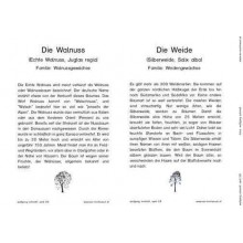 Trees - deciduous trees