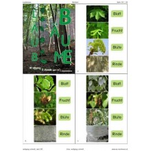 Trees - deciduous trees