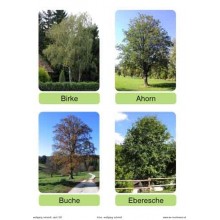 Trees - deciduous trees