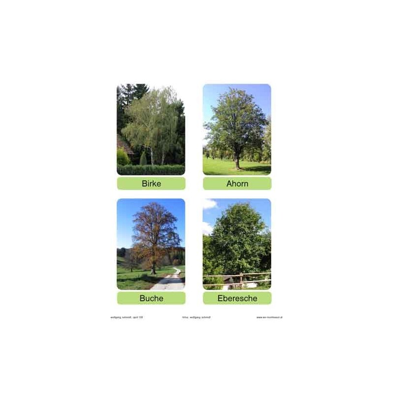 Trees - deciduous trees