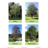 Trees - deciduous trees