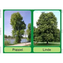 Trees - deciduous trees