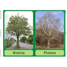 Trees - deciduous trees