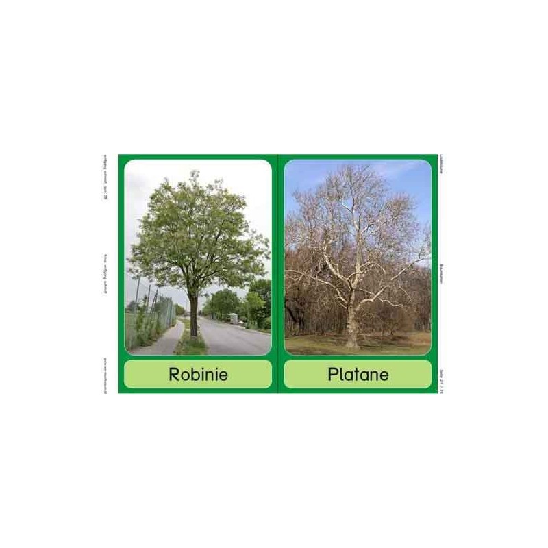 Trees - deciduous trees