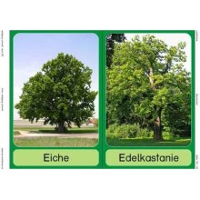 Bäume - Laubbäume