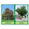 Trees - deciduous trees
