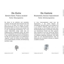 Trees - deciduous trees