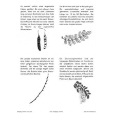 Trees - deciduous trees