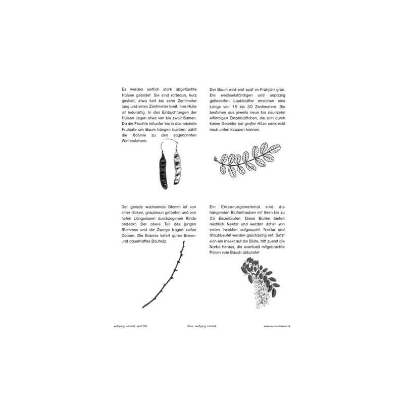Trees - deciduous trees