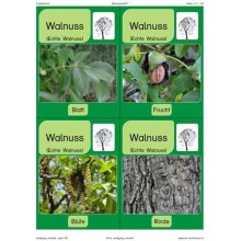 Trees - deciduous trees