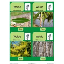 Trees - deciduous trees