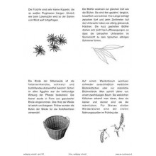 Trees - deciduous trees