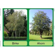 Trees - deciduous trees