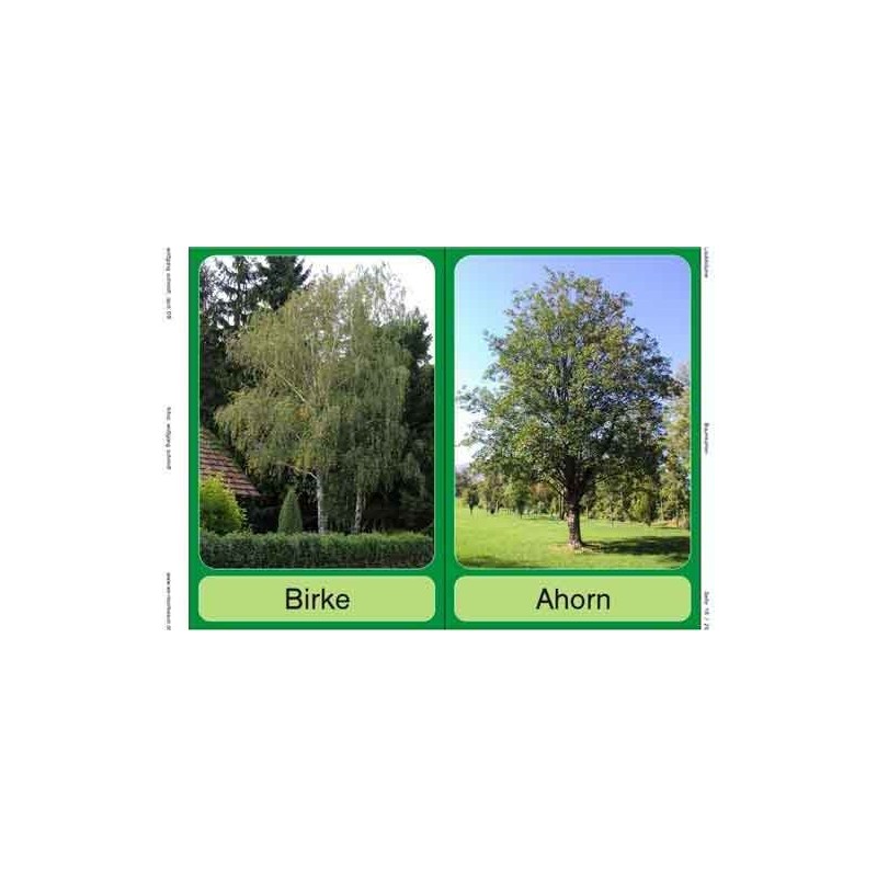 Trees - deciduous trees