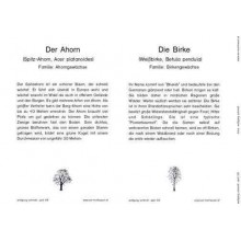 Trees - deciduous trees