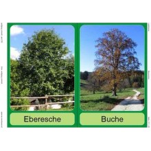 Bäume - Laubbäume