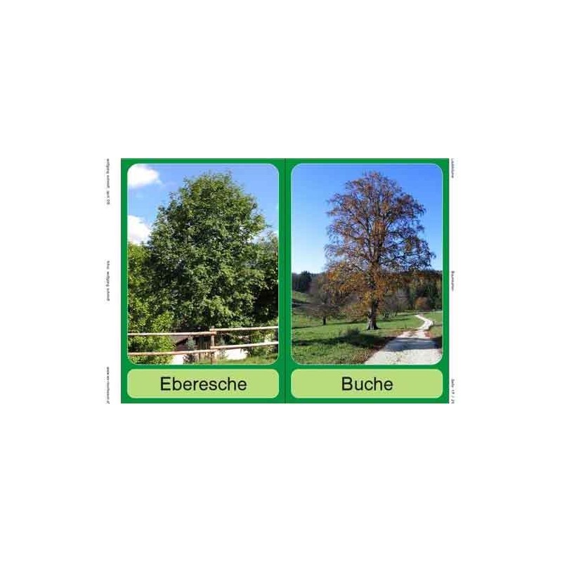 Trees - deciduous trees