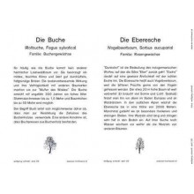 Trees - deciduous trees