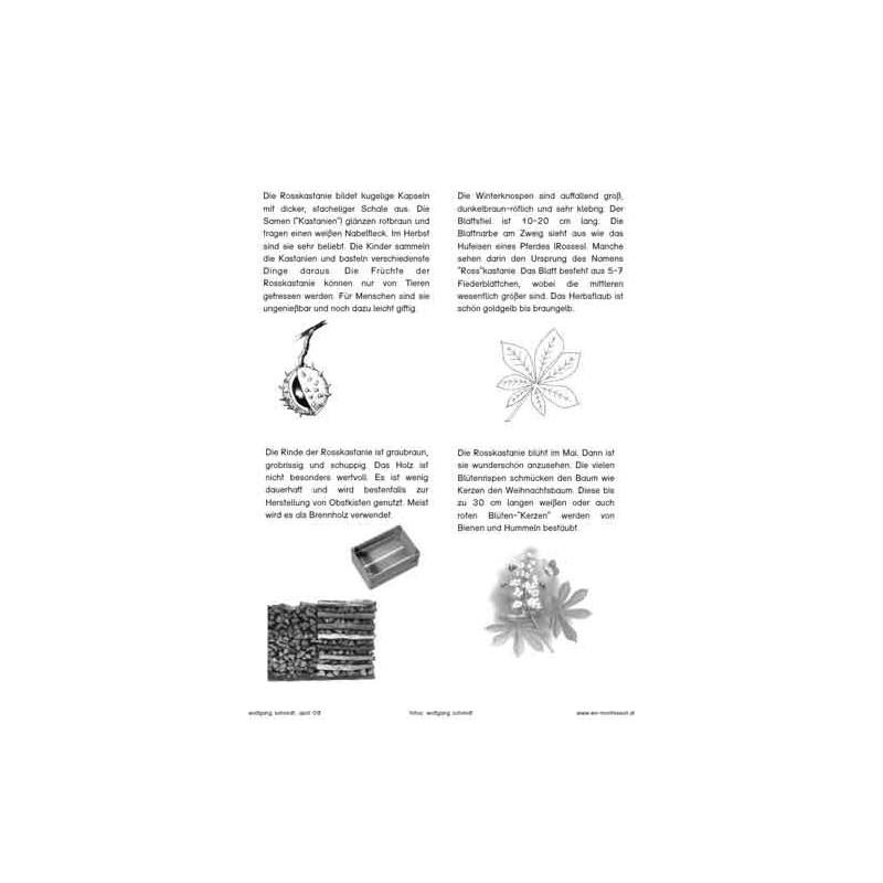 Trees - deciduous trees