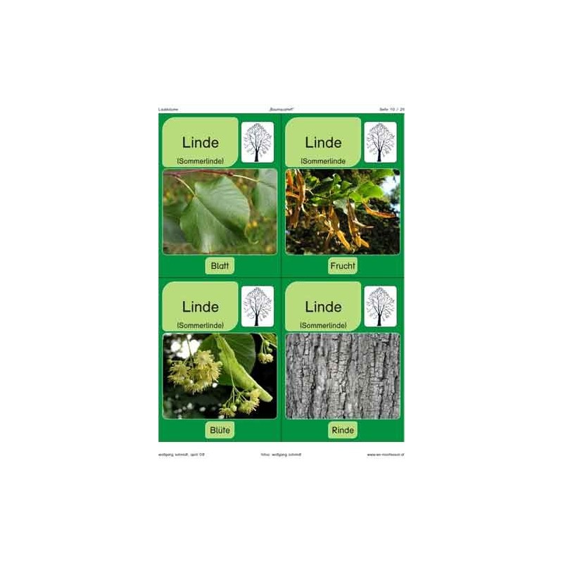 Trees - deciduous trees