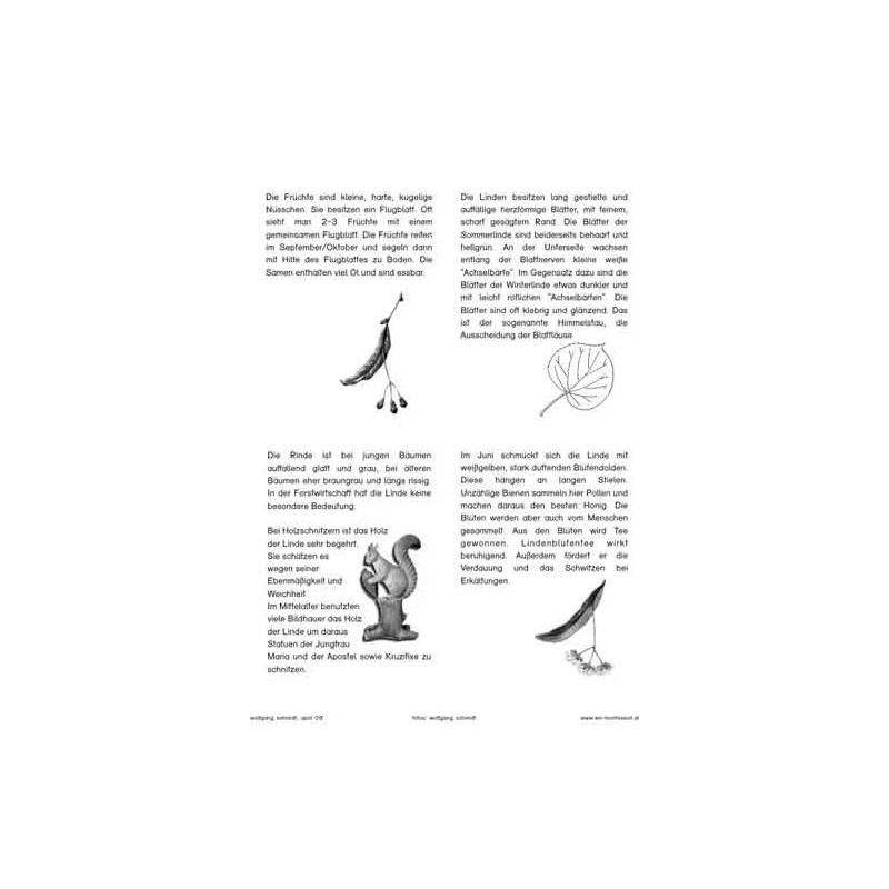 Stromy - listnaté stromy