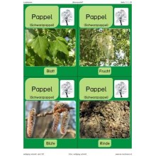 Trees - deciduous trees