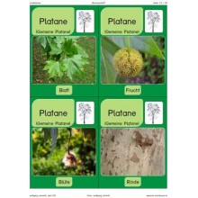 Trees - deciduous trees