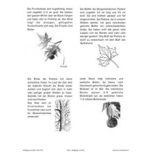 Trees - deciduous trees