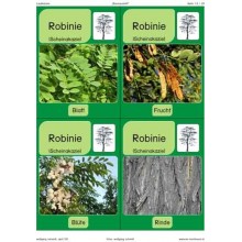 Trees - deciduous trees