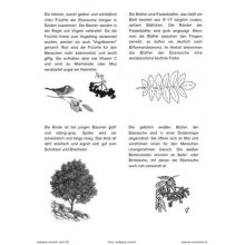 Trees - deciduous trees
