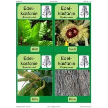 Trees - deciduous trees