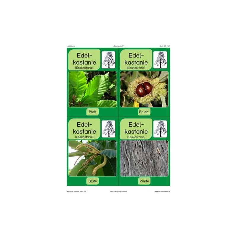 Trees - deciduous trees