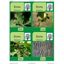 Trees - deciduous trees