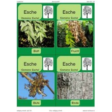 Trees - deciduous trees