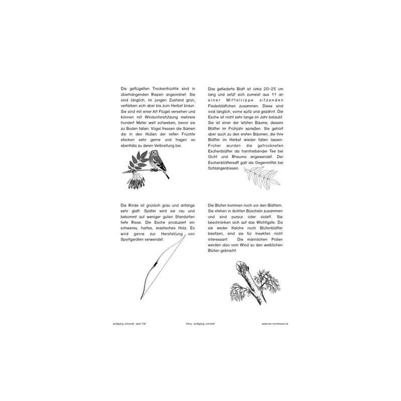 Trees - deciduous trees