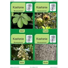 Trees - deciduous trees