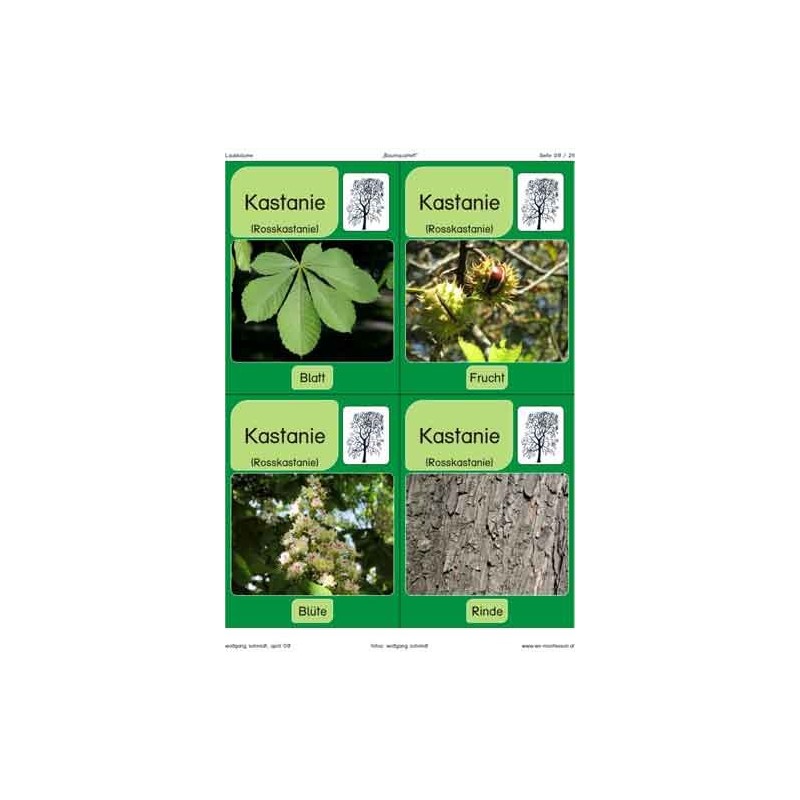 Stromy - listnaté stromy