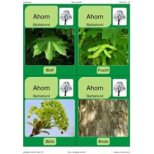 Trees - deciduous trees