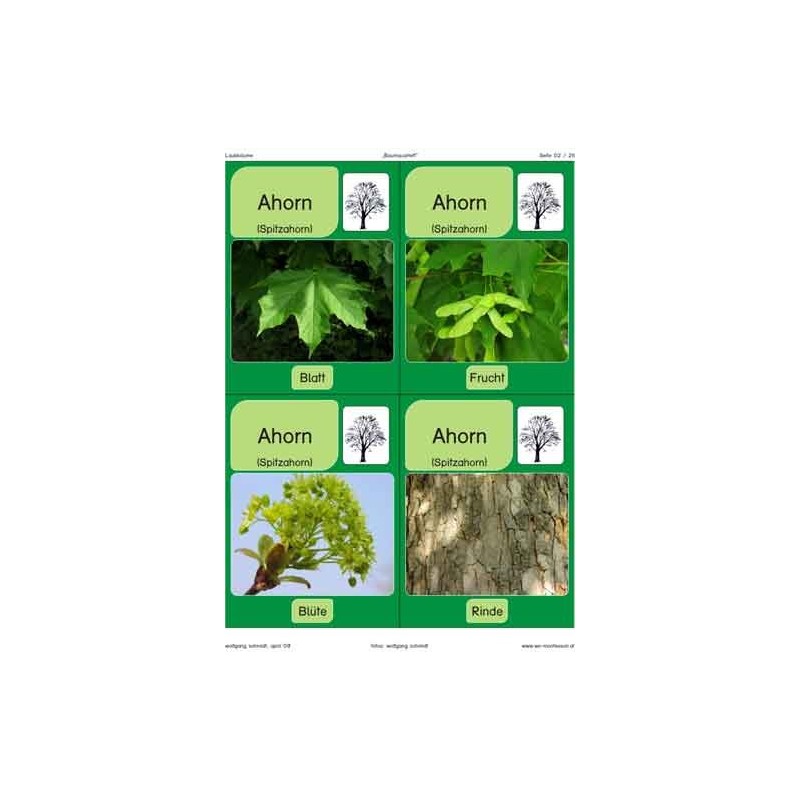 Trees - deciduous trees