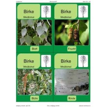 Trees - deciduous trees