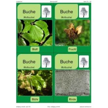 Trees - deciduous trees