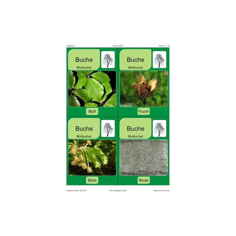 Stromy - listnaté stromy